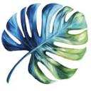 Canopy logo